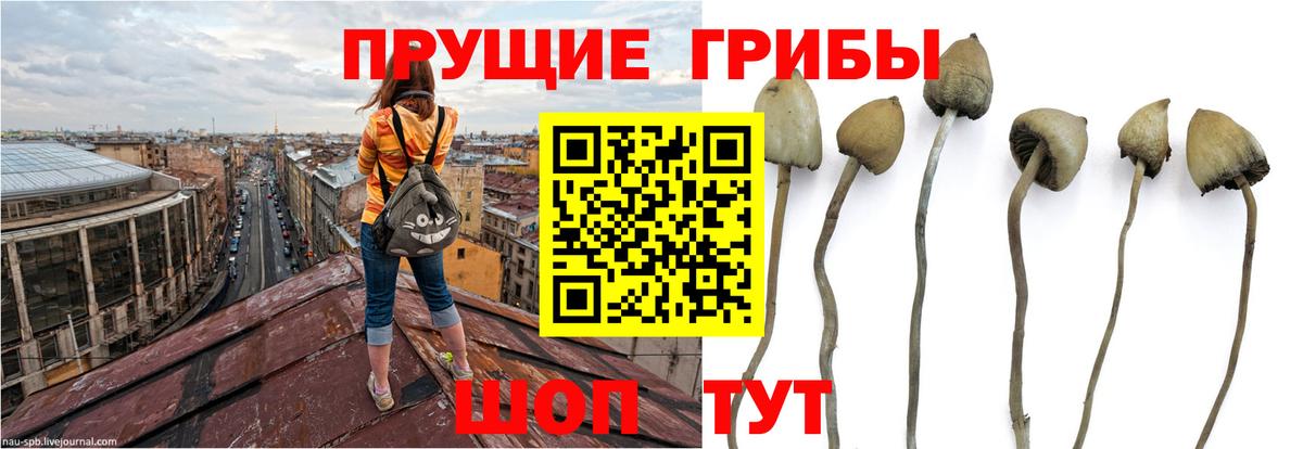 Псилоцибиновые грибы прущие грибы  Псилоцибиновые грибы Cubensis  Бахчисарай  Вход с VPN 